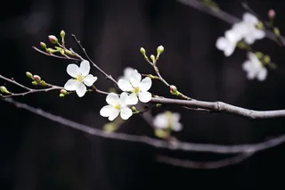 白梅冬季李子花梨花春天树枝抽新芽摄影图