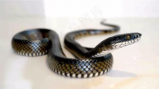 蛇在白色背景爬行动物摄影图