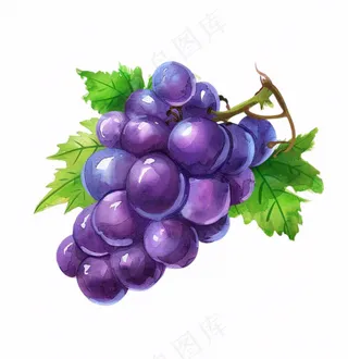 紫葡萄水果水彩插画免抠