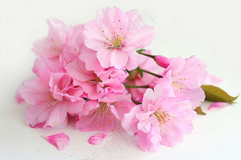春日樱花花朵摄影图(4032x2688)