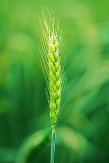 绿色小麦麦穗小满芒种摄影图