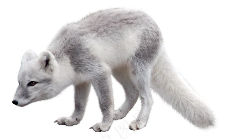 真实动物白灰北极狐狸透明底PNG