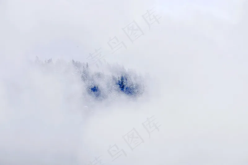 云雾森林图片