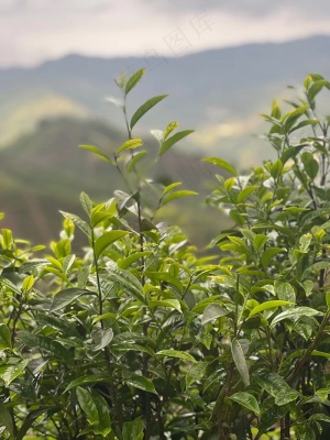 凤凰单丛茶
