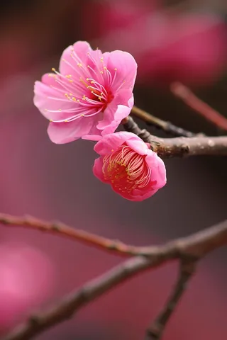 春日桃花粉色花朵摄影图