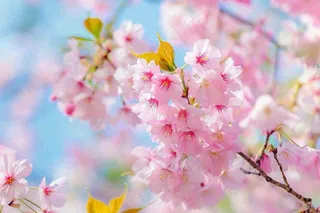 春天粉色樱花唯美风景春分立春惊蛰摄影图