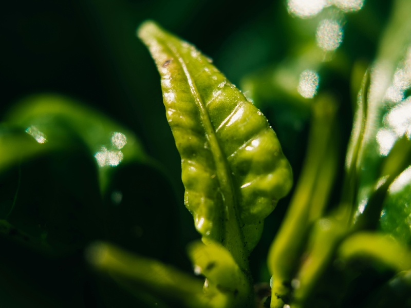 户外绿色茶叶