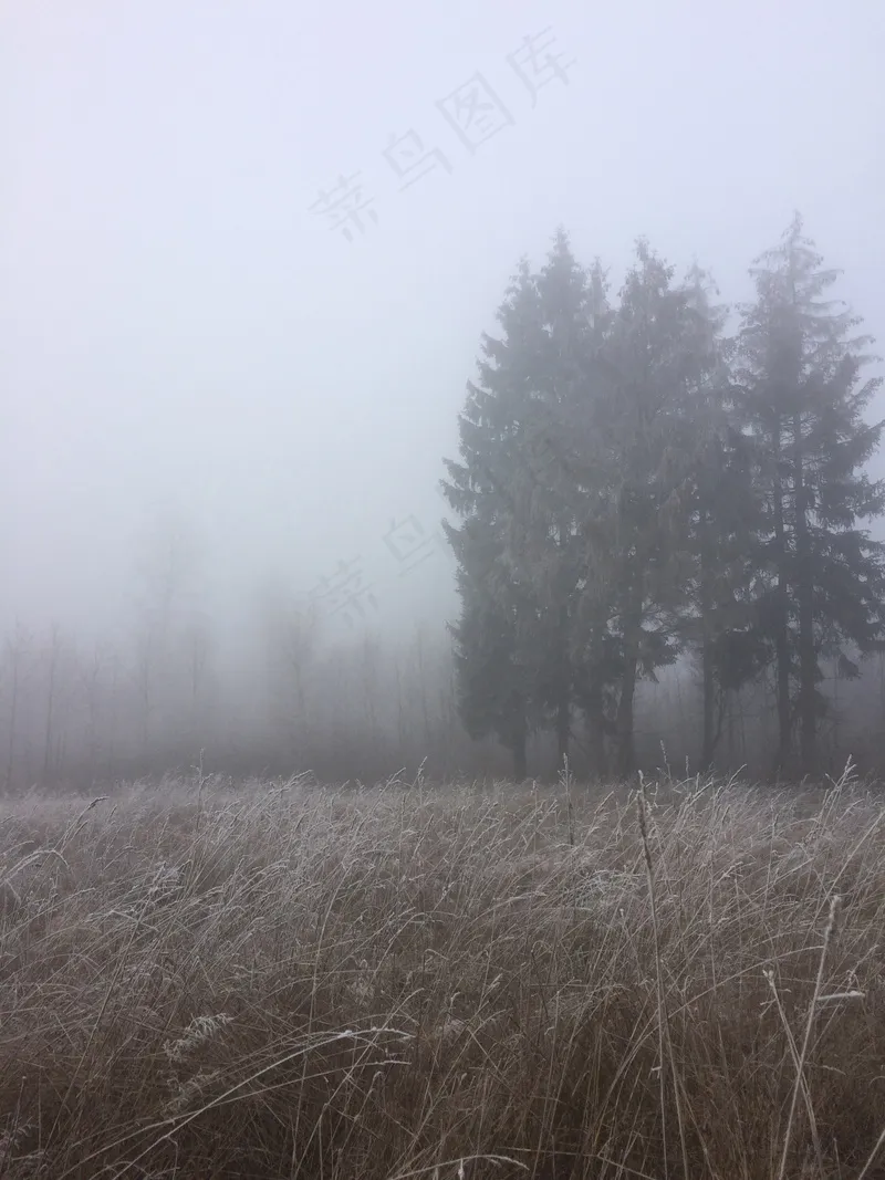 云雾森林图片
