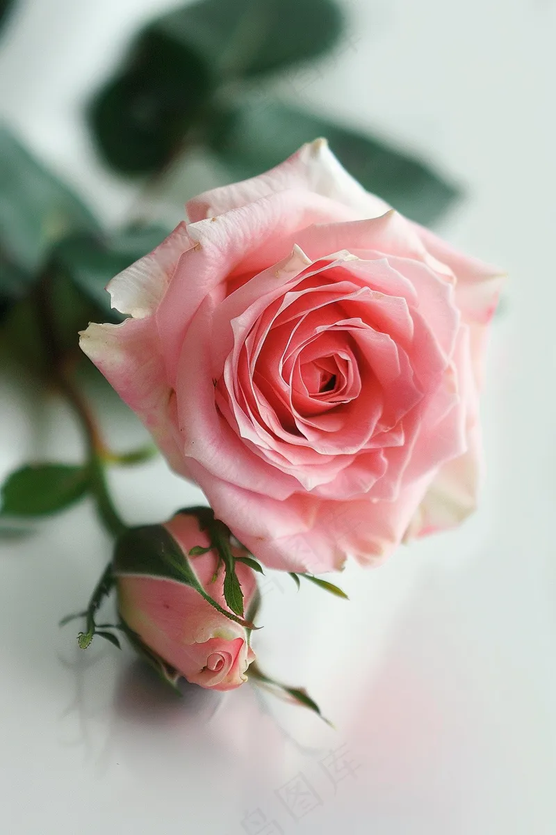 玫瑰花鲜花花朵摄影图(2688x4032)