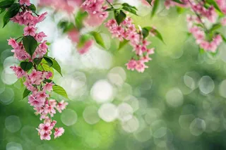 立春粉色花朵树枝绿意绿色背景春分惊蛰摄影图