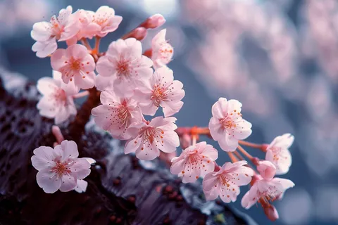 春日樱花花朵摄影图 春日樱花花朵摄影图