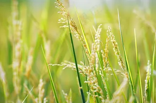 水稻稻穗农田种植生长摄影图