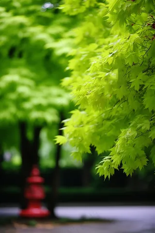 春天大树抽新芽嫩叶绿叶摄影图