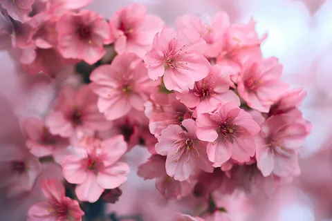 春日樱花花朵摄影图