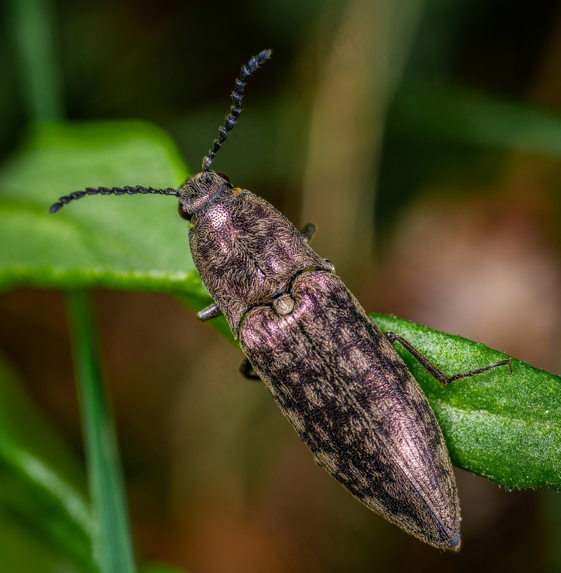 森林中的金属光泽甲虫