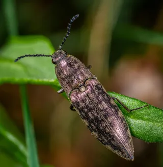 森林中的金属光泽甲虫