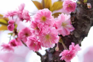春日樱花花朵摄影图
