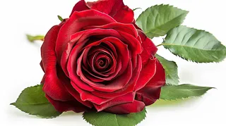 玫瑰花鲜花花朵摄影图