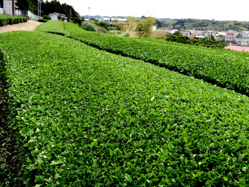 户外茶园茶叶