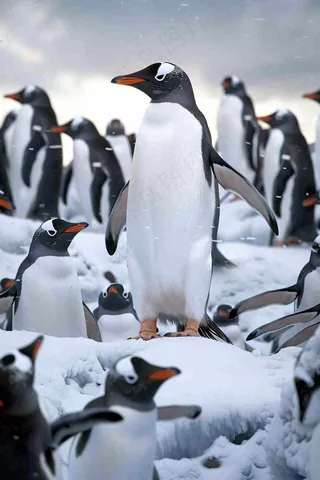 冰雪天地的企鹅寒冷动物摄影图