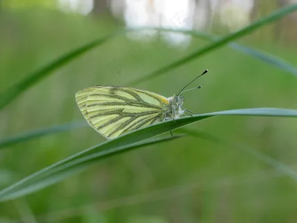 翠绿草丛中的精致蝴蝶 翠绿草丛中的精致蝴蝶