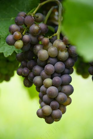 藤条上的葡萄水果3