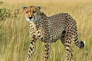 草原上的猎豹国家保护动物非洲摄影图