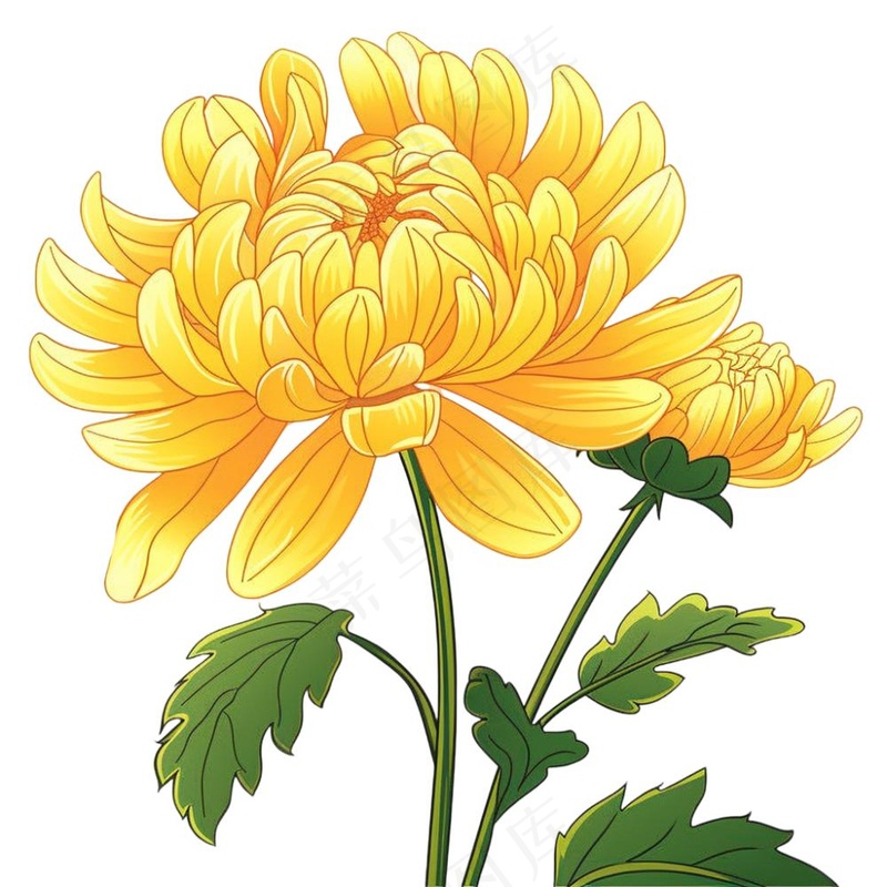 菊花黄菊盛开植物插画免抠(1024x1024)
