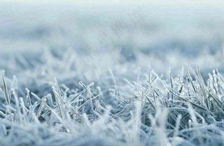 草地上绿叶雾凇泛白霜降摄影图