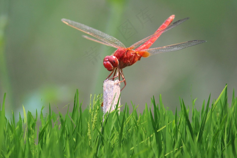 红蜻蜓绿草地