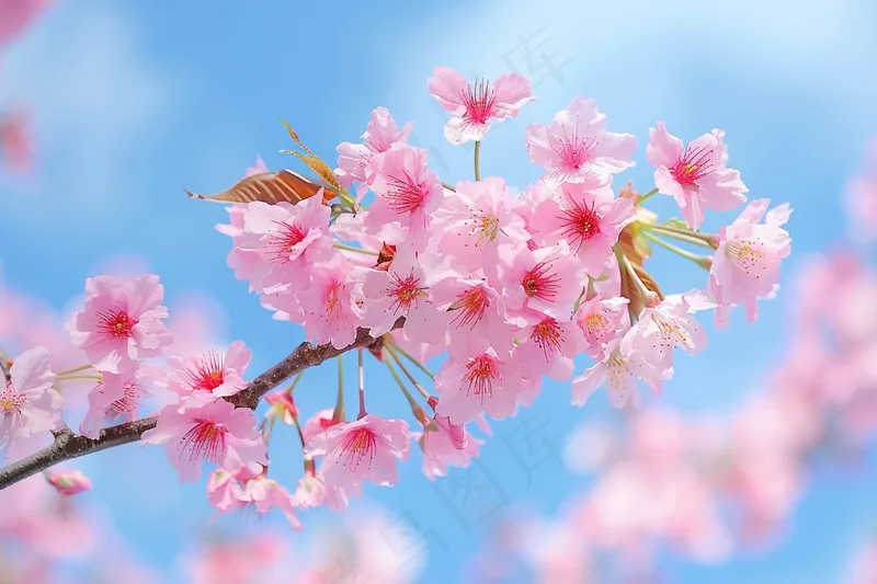春日樱花花朵摄影图(4032x2688)