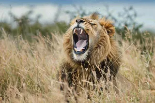 狮子雄狮动物非洲大草原保护动物摄影图