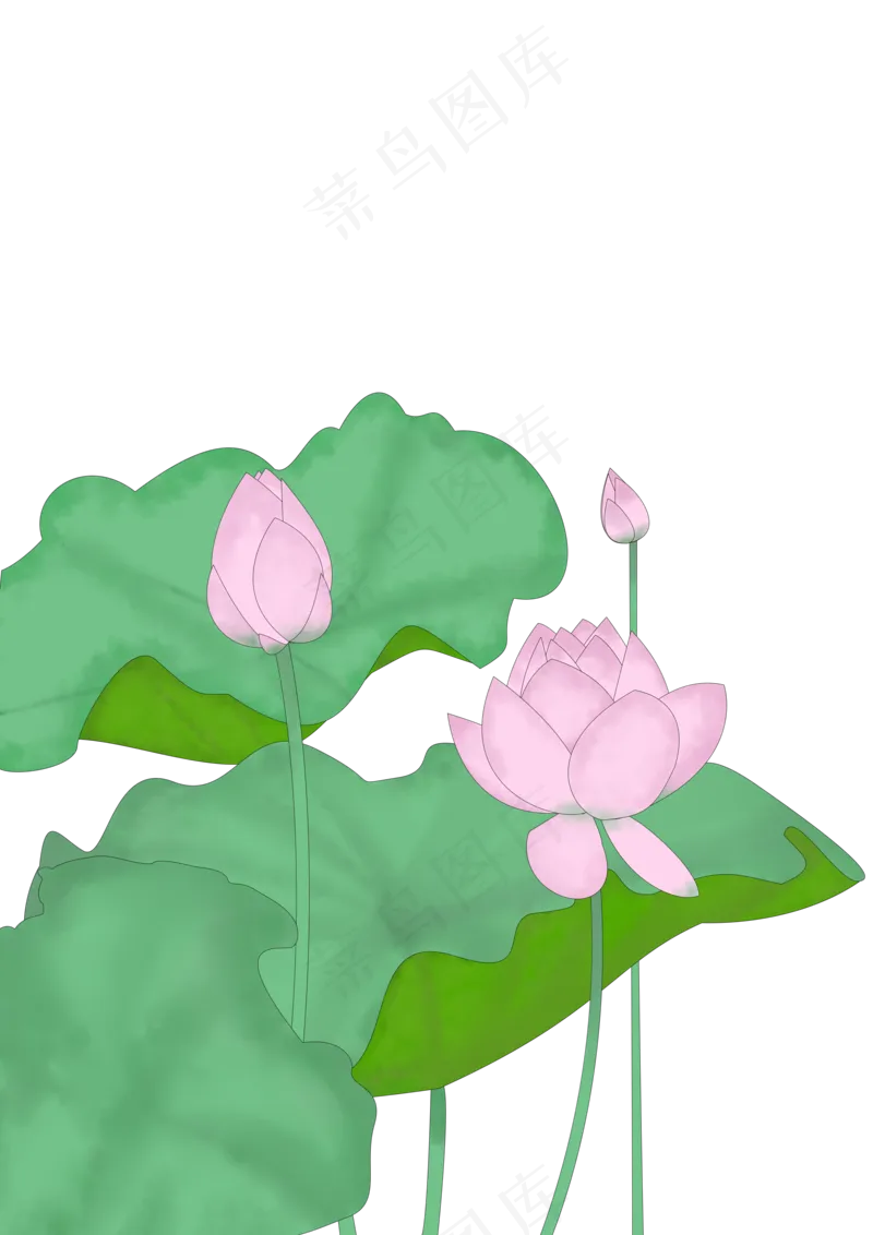 夏季 荷花psd模版下载