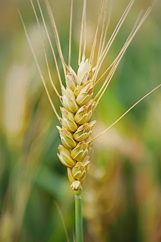 金秋麦芒麦穗秋收摄影图