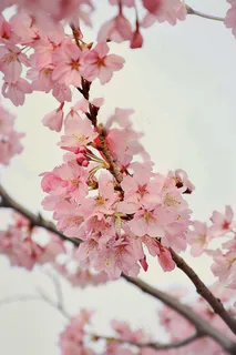 春日樱花花朵摄影图