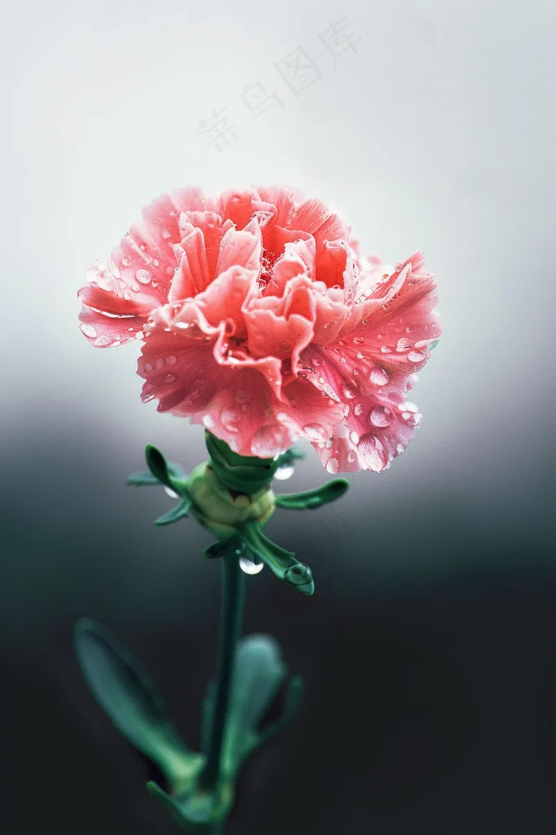 康乃馨鲜花花束摄影图(2688x4032)