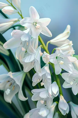 白百何鲜花花束摄影图