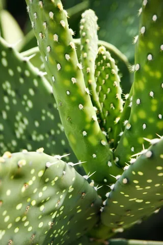 仙人掌植物绿植摄影图