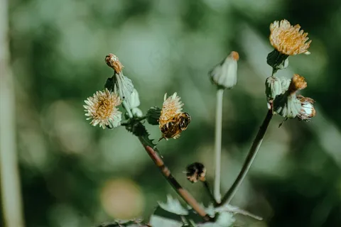 阳光下的黄色小花与蜜蜂