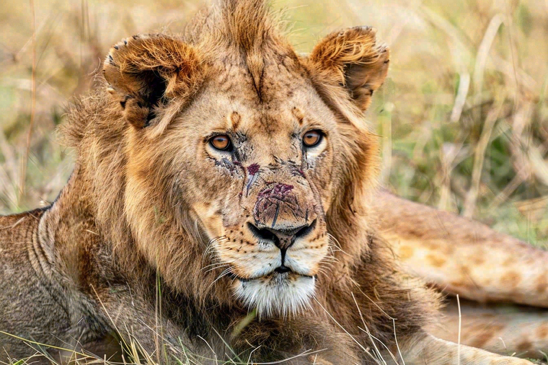 狮子动物非洲草原保护动物摄影图