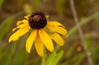 草丛中的蝈蝈与黄花的偶遇