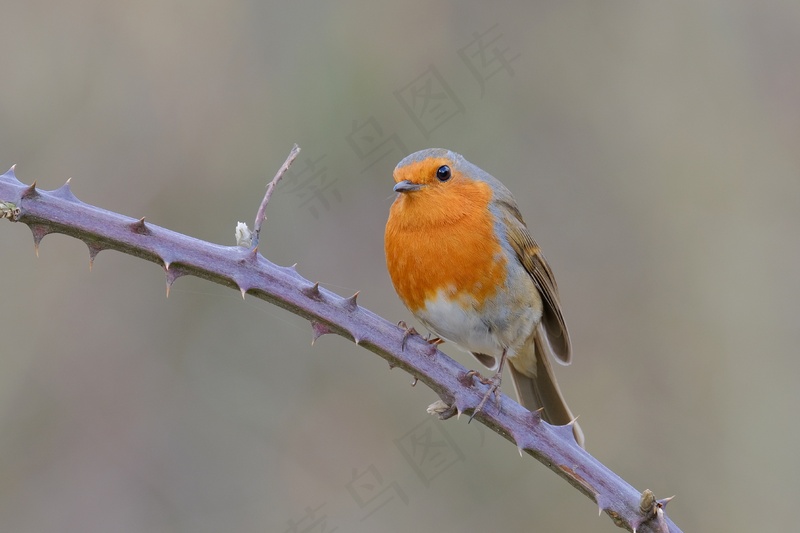 树枝上的红胸知更鸟动物壁纸