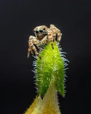 绿尖上的凝视者