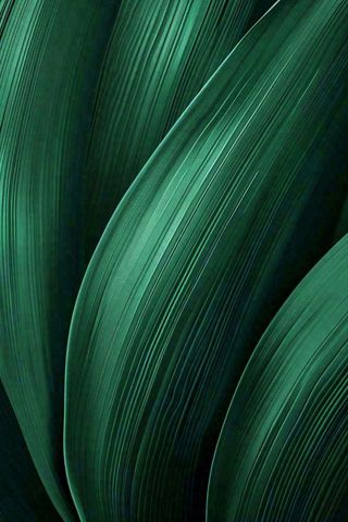 绿色纹理叶子墨绿端午夏天插画纹理背景