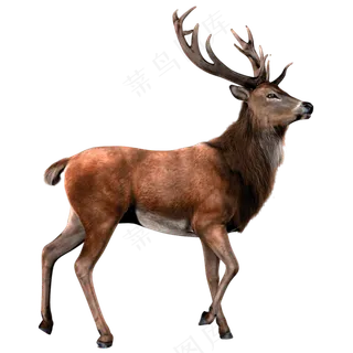 免抠行走的麋鹿