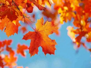 金秋红枫叶梧桐叶蓝天背景立秋秋分处暑摄影图