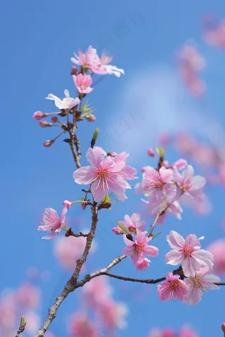 春日樱花花朵摄影图