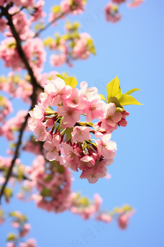 春天蓝天下的海棠花粉色摄影图