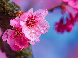 春日樱花花朵摄影图