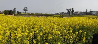 天空/春天/油菜花/菜籽花/花/田园油菜花
